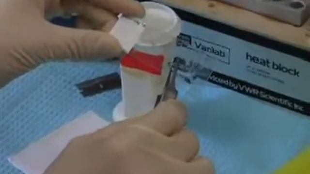 A Method to Visualise Virus-Specific CD8+ T Cells and Virus-Infected Cells In Situ At the Same Time смотреть онлайн
