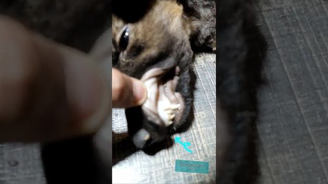German Shepherd Full of ticks | Aliyan Vets смотреть онлайн
