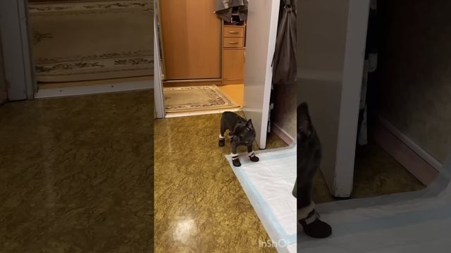 Купили Перчику сапожки