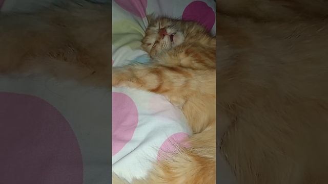 #short#кардиомиопатия у кошек смотреть онлайн