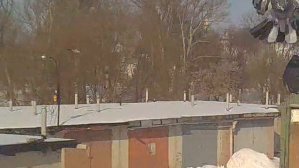 Николаевские голуби в Орле