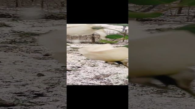 Первый снег на Кубани. смотреть онлайн