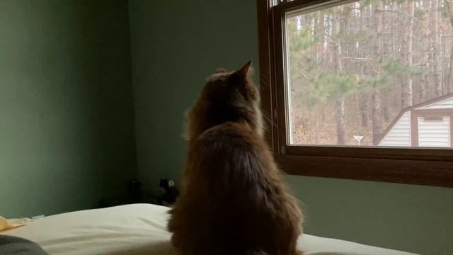 A Windy Morning with Cinnabon смотреть онлайн
