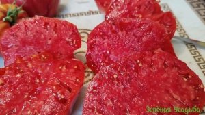 Крупные томаты Долговязая Салли и Большой Брут/Обзор/Дегустация