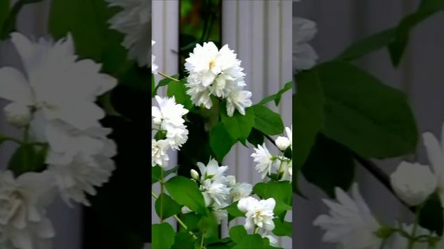 Цветут сады. Дмитрий Шлапак смотреть онлайн