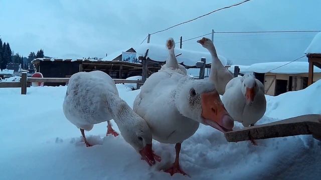 Гуси стучатся в окно смотреть онлайн