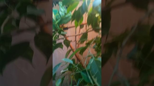 Йеменский хамелеон смотреть онлайн