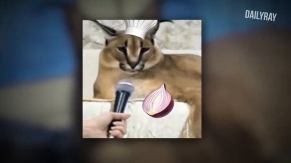 Хорошие пельмени это очень вкусно песня сыр