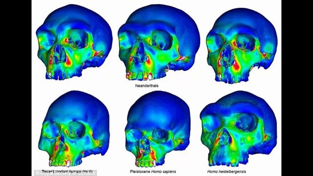 Scientists Finally Uncovered Why The Neanderthals Had Protruding Faces And Giant Nostrils