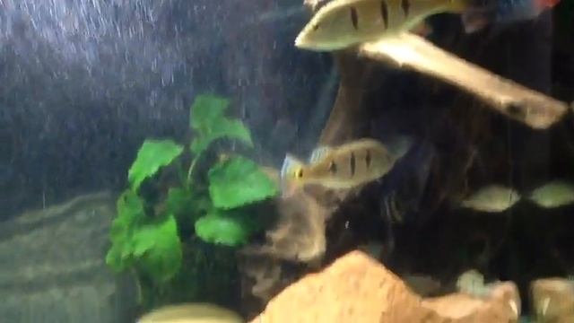 скаты,цихлы смотреть онлайн