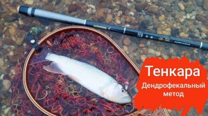 Тенкара. Дендрофекальный метод. Когда ловить хочется, но жаба сильнее.