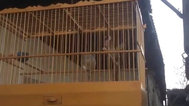 Щегол черноголовый (Goldfinch) смотреть онлайн