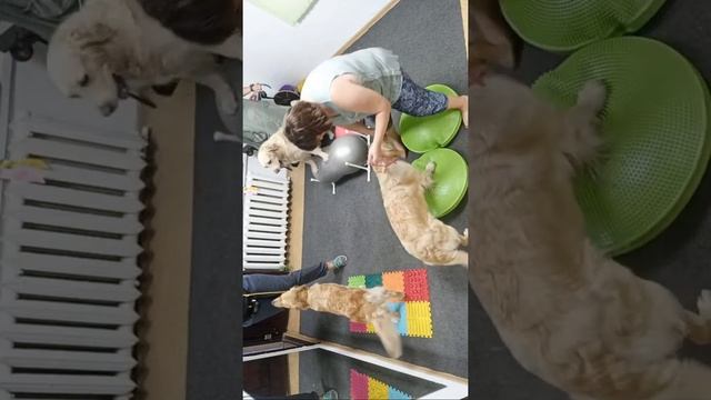 ДогФитнес с Кубой, Лялей и Бетти смотреть онлайн