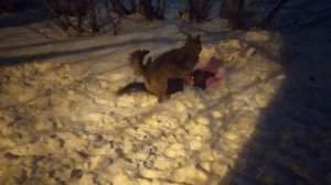 ВЕО  восточно европейская овчарка черная