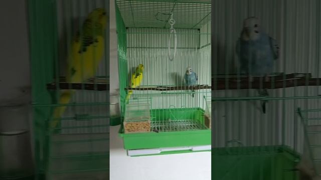 попугайчика смотреть онлайн