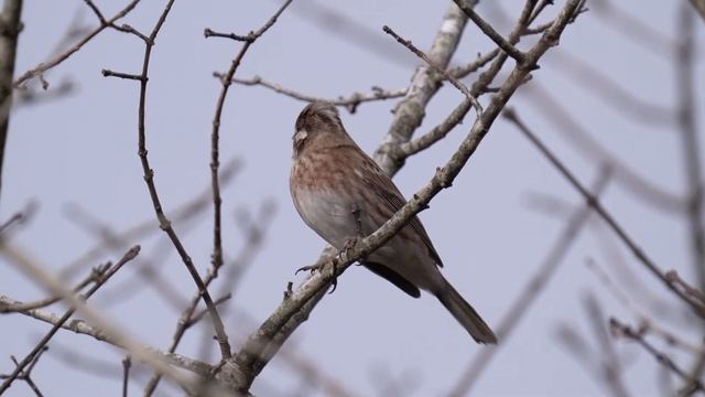 シラガホオジロ（雄）さんの枝留まりと鳴き声20211121 001 смотреть онлайн
