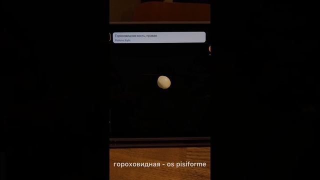 АНАТОМИЯ КИСТИ|SCALPEL.MED смотреть онлайн