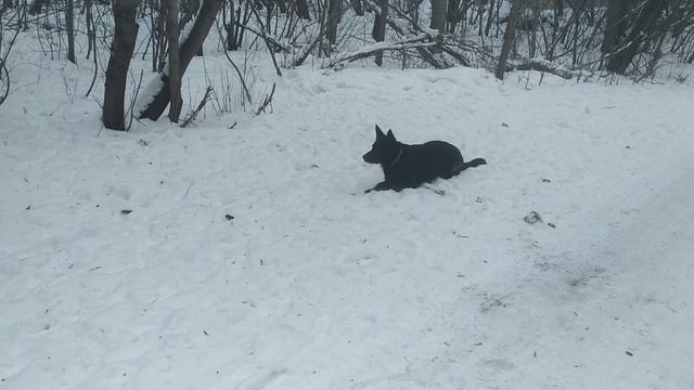 ВЕО восточно европейская овчарка черная смотреть онлайн