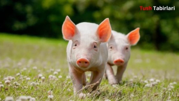 Тушда Чучка курса - Tushda Cho'chqa ko'rsa