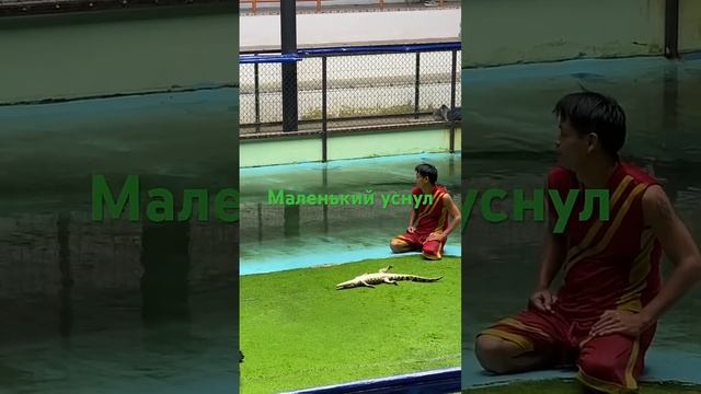 Маленький крокодильчик уснул #ежсереж #ежсереж #ешсережвтае #тайланд #пхукет смотреть онлайн