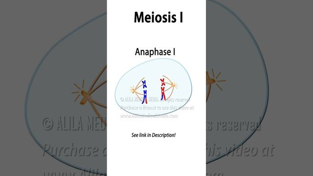 Meiosis Animation With Crossing-over  #biology #celldivision #meiosis #genetics #recombination