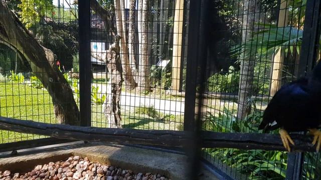 Bali. Indonesia. Bali Bird Park. 2019. / Бали. Индонезия. Райский остров! Парк птиц. смотреть онлайн