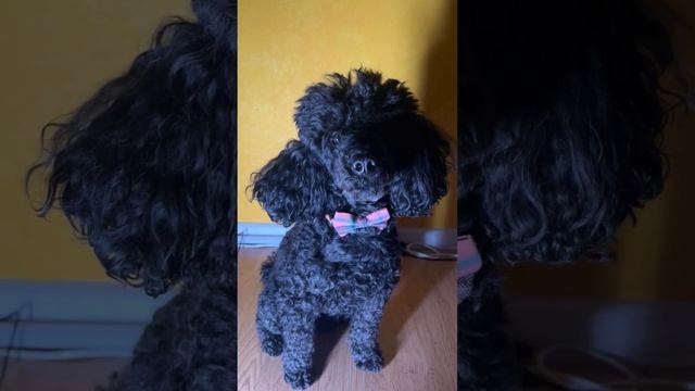 Наш любимый пудель 🐕🫶 #dogs #собака #cuteanimals смотреть онлайн