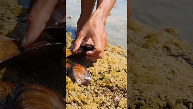 A group of conch and lobster crowded together at the drain смотреть онлайн