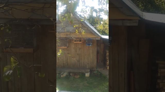 Ловля щеглов на западок смотреть онлайн