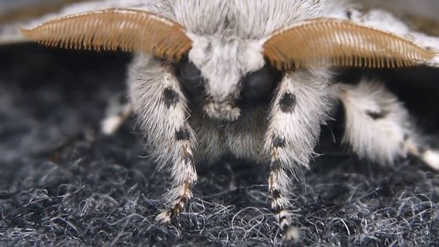 リンゴドクガ Calliteara pseudabietis の飛翔 смотреть онлайн