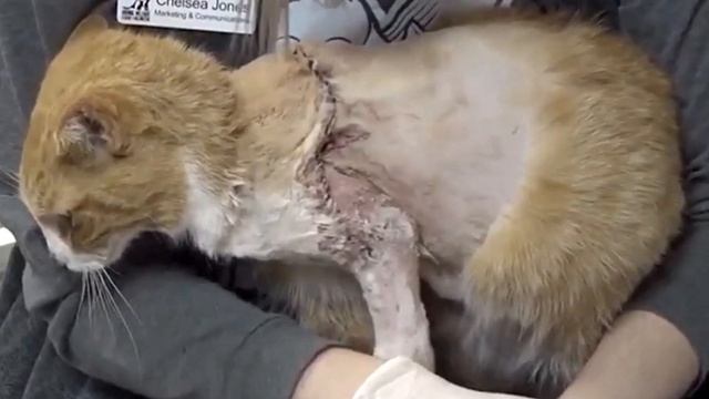 Die Katze, der aus einem Pfeil in den Kopf geschossen wurde, weinte und BAT UM HILFE.. смотреть онлайн