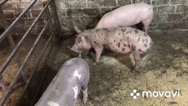 Де пропав?Яка ціна на Живу вагу на свиней у нас у регіоні?Я Одружився☺️☺️☺️ смотреть онлайн