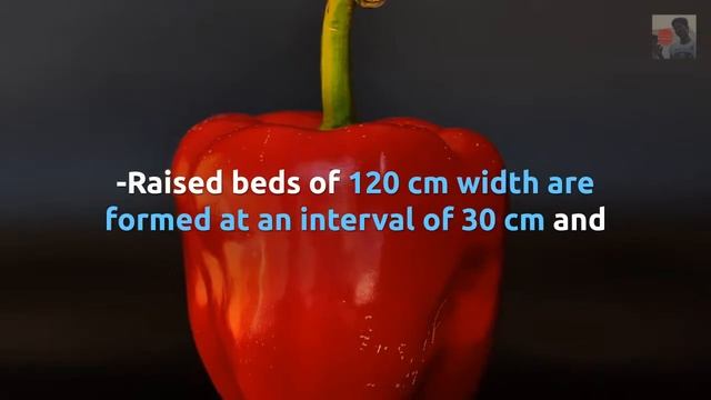 How to grow Paprika guide by Tnau | Precision Farming. смотреть онлайн