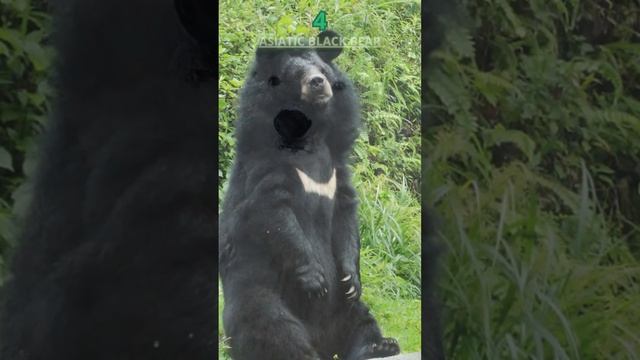 True Facts | Bear Types | True Facts About The Bear | Interesting Facts смотреть онлайн