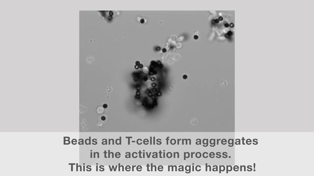 Unique Time-lapse Video of Dynabeads Activating T-Cells смотреть онлайн