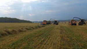 Заготовка сенажа 2024