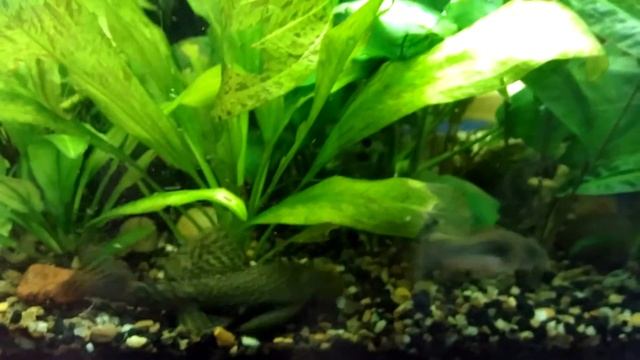 Кормление живородок смотреть онлайн