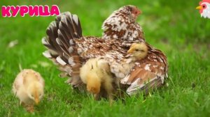 Домашние животные для ДЕТЕЙ