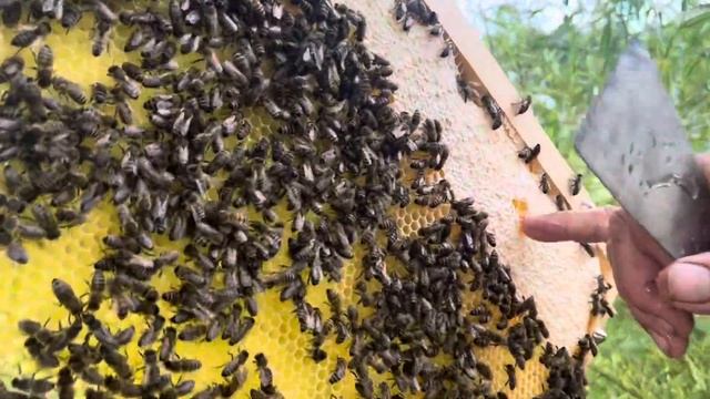 Клещ, ￼ пчелиный клещ , травим клещей у пчёл #пчёлы #пчеловодство #клещ #природа #лето