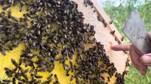 Клещ, ￼ пчелиный клещ , травим клещей у пчёл #пчёлы #пчеловодство #клещ #природа #лето