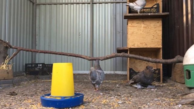 Голуби кинги KING PIGEONS смотреть онлайн