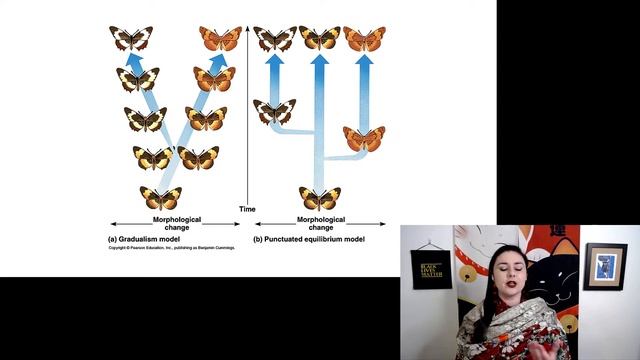 Tempo and mode of evolution смотреть онлайн