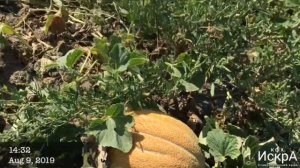 Дыня Эфиопка. Всходы 20 мая