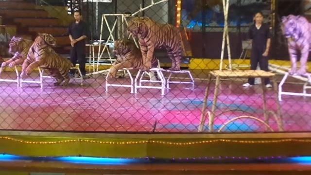 Tiger show at Sriracha Tiger zoo Pattaya Thailand смотреть онлайн