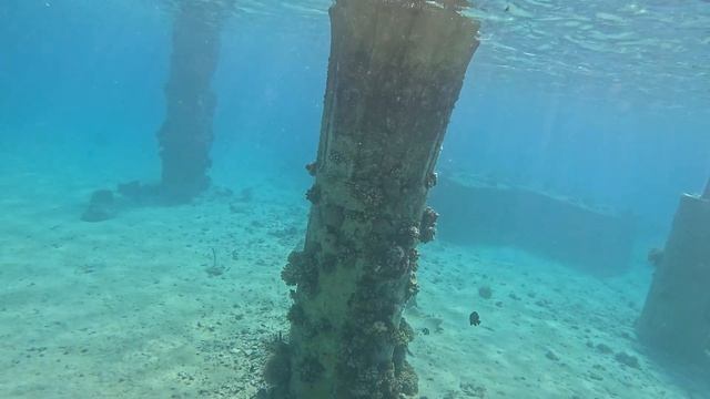 GoPro Hero 12 Is A Great Camera For Diving In The Red Sea #gopro12 #redsea #underwaterworld #relax