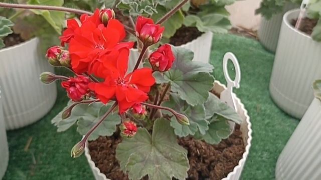 ПЕЛАРГОНИЯ Ю - ОЛЕСЯ // ВАЦАП ДЛЯ ЗАКАЗА 89152458159 ПИСЬМЕННО смотреть онлайн