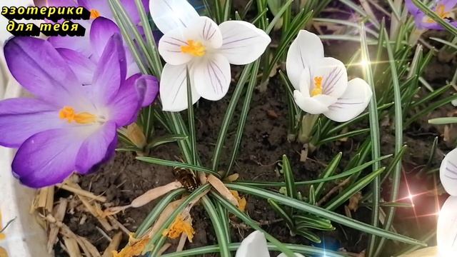Сегодня 21 марта день денежной звезды, съешьте кусочек хлеба с сахаром. Лунный день. Карта Таро смотреть онлайн