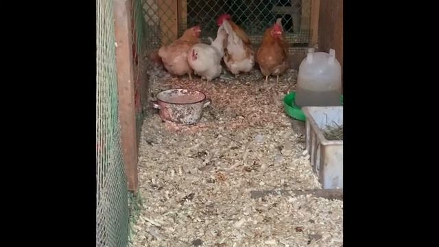 Весна. Мускусы мини мясные вес мускусов и пекинских уток смотреть онлайн