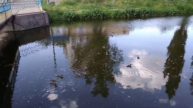 чим годують каченят смотреть онлайн