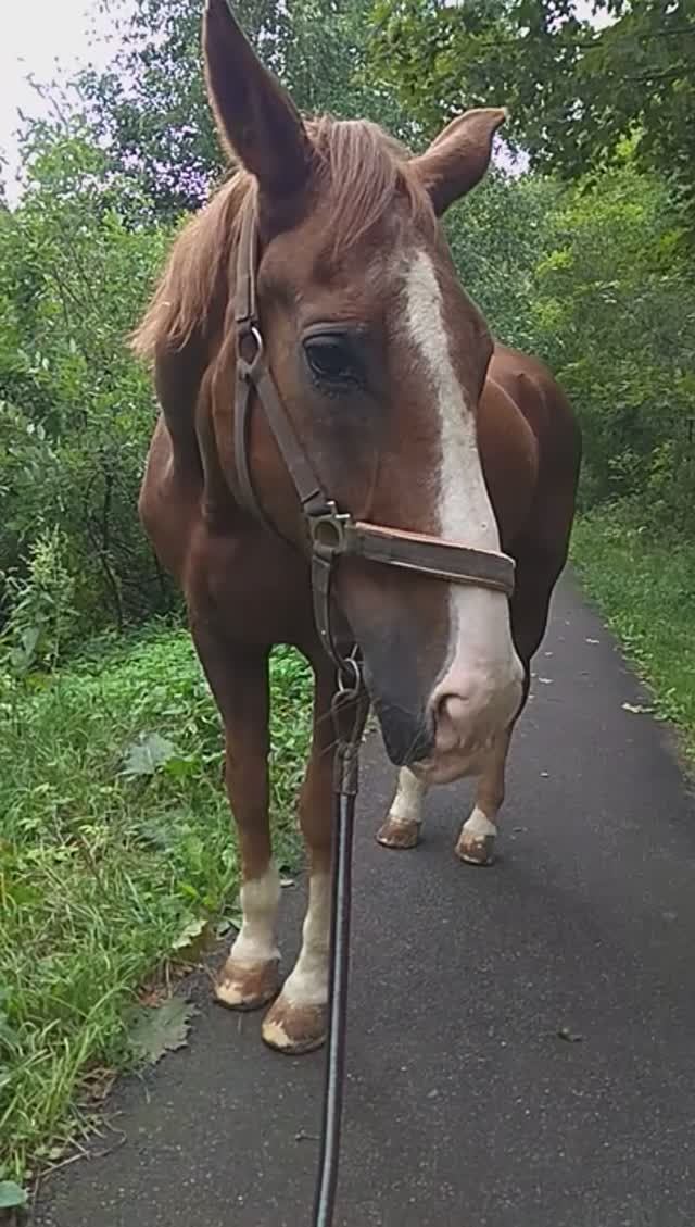 Афган , прогулка 20210809_143608 смотреть онлайн